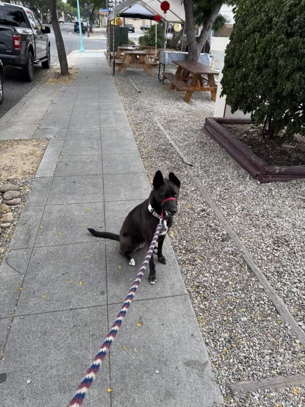 A picture of a black dog named Bowie sitting, taken on June 28 2025 at 6:54 am